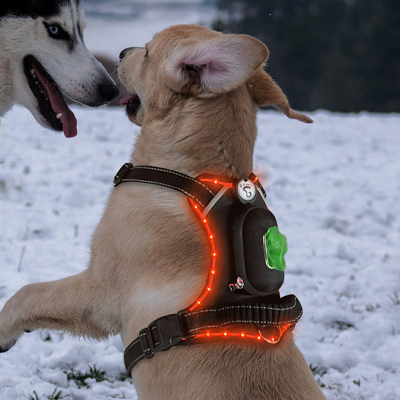 LED Dog Collar with USB Rechargeable Light, Adjustable Reflective Pet Collar for Night Walks, Training and Outdoor Use