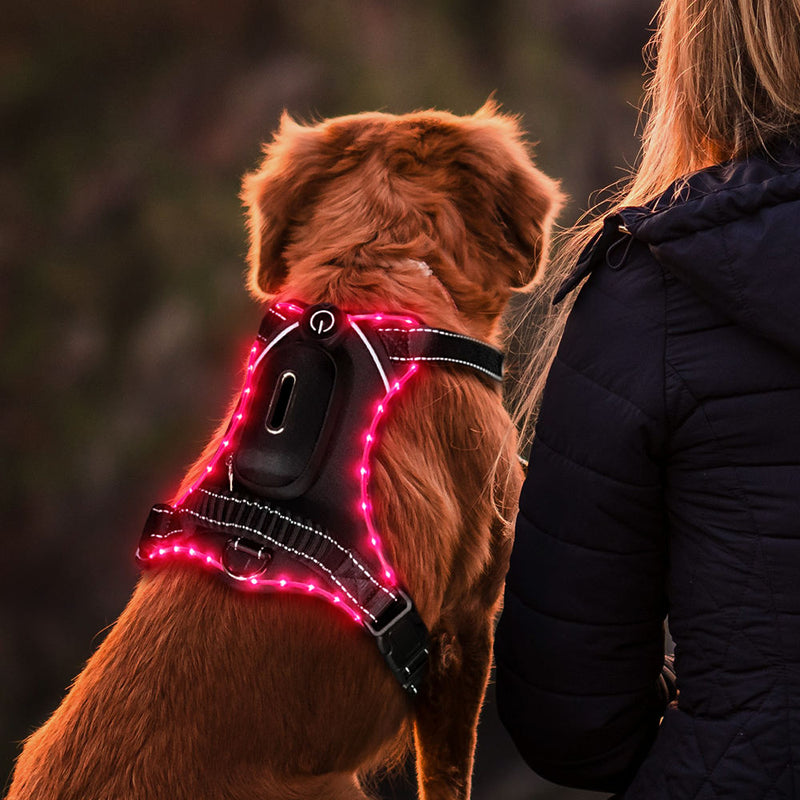 LED Dog Collar with USB Rechargeable Light, Adjustable Reflective Pet Collar for Night Walks, Training and Outdoor Use