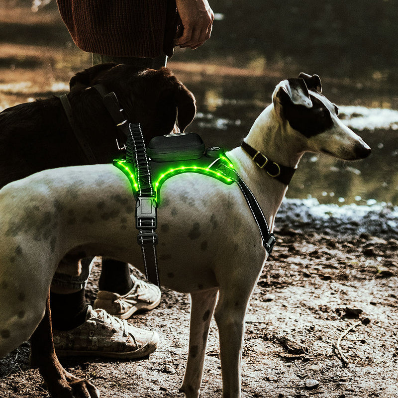 LED Dog Collar with USB Rechargeable Light, Adjustable Reflective Pet Collar for Night Walks, Training and Outdoor Use